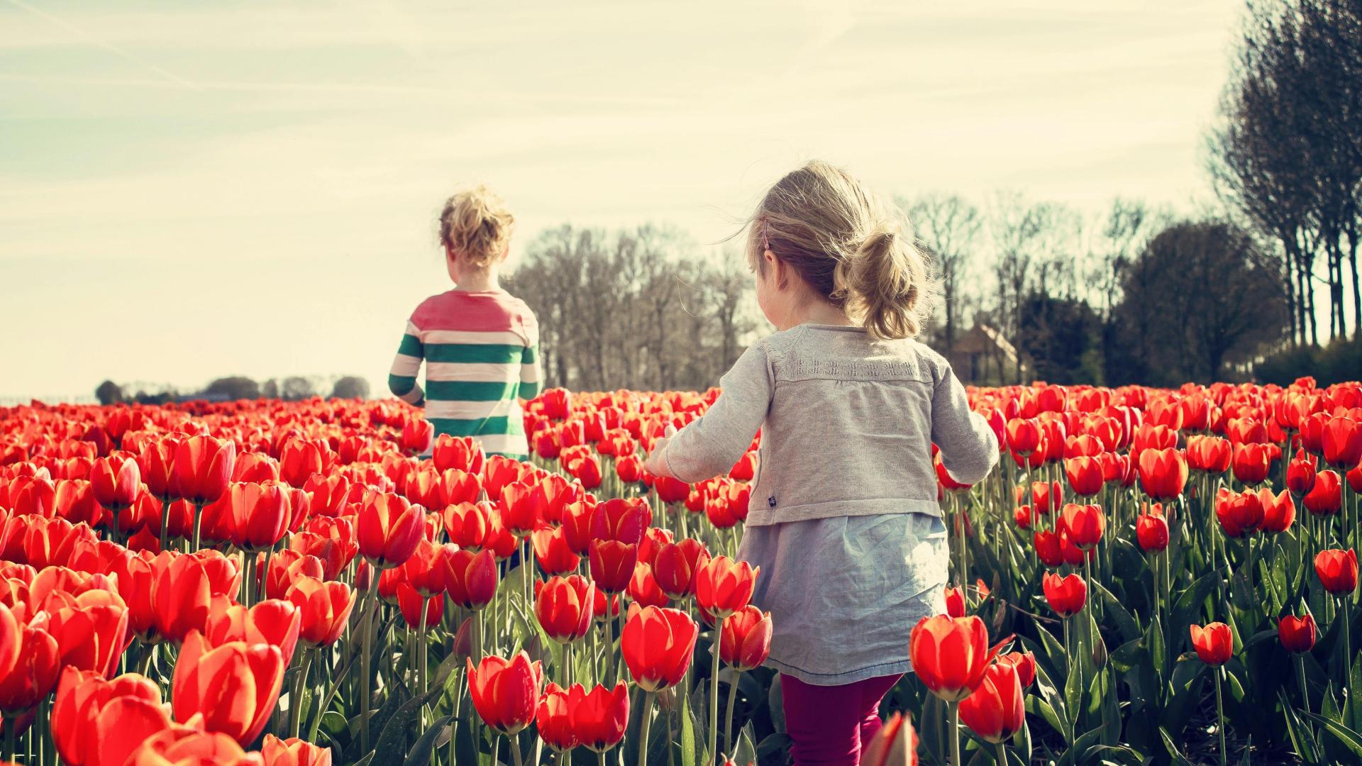 two children walking though a field of red tulip flowers