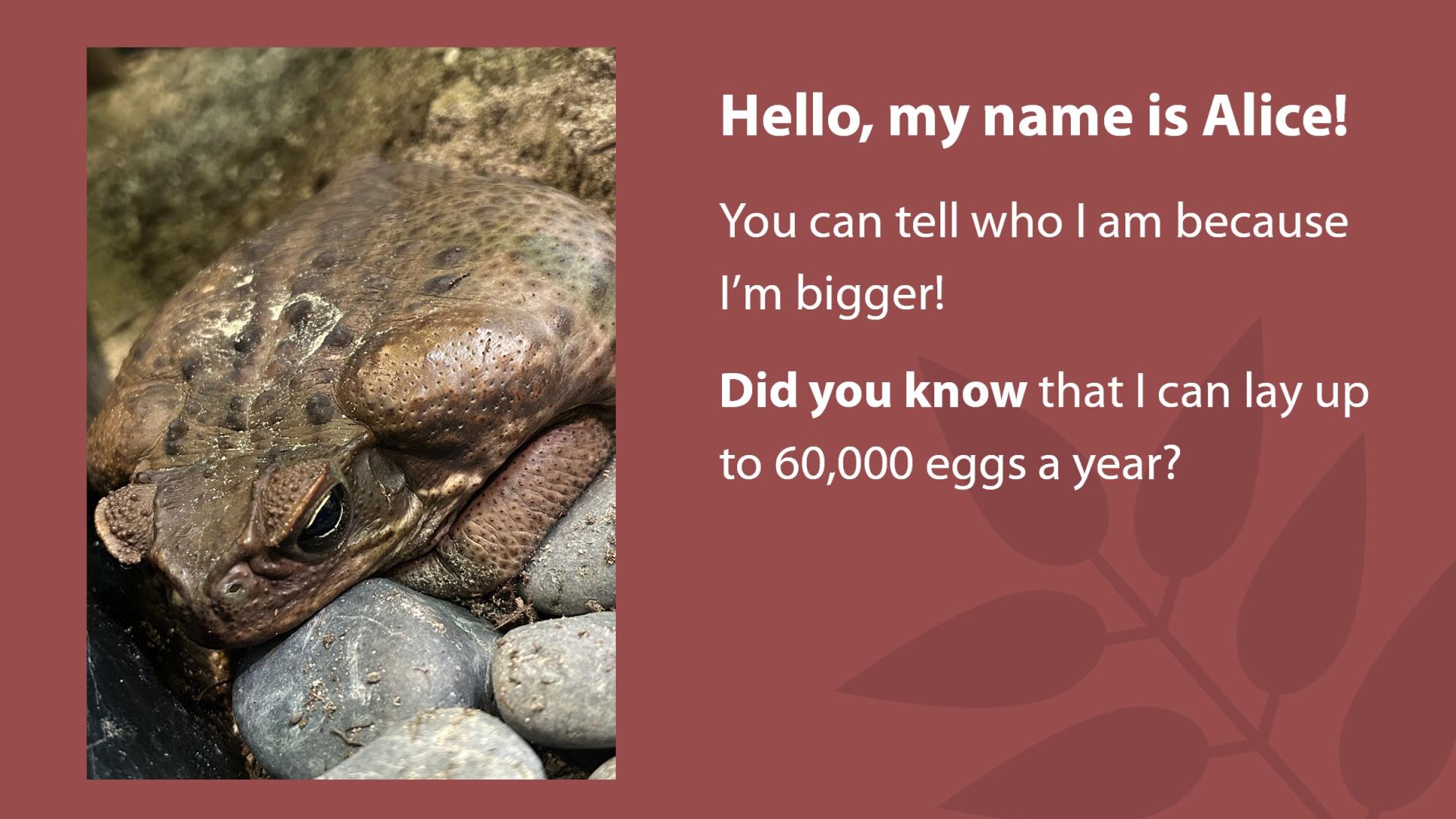 Photo of a cane toad named Alice