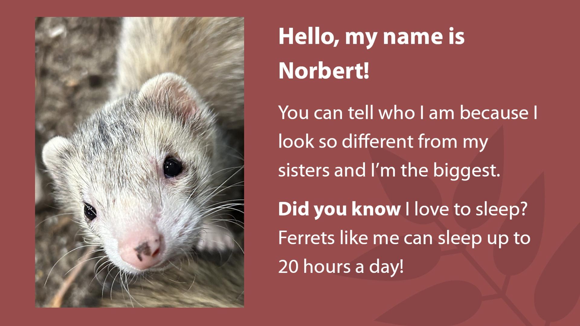 Photo of a cream and grey coloured ferret named Norbert