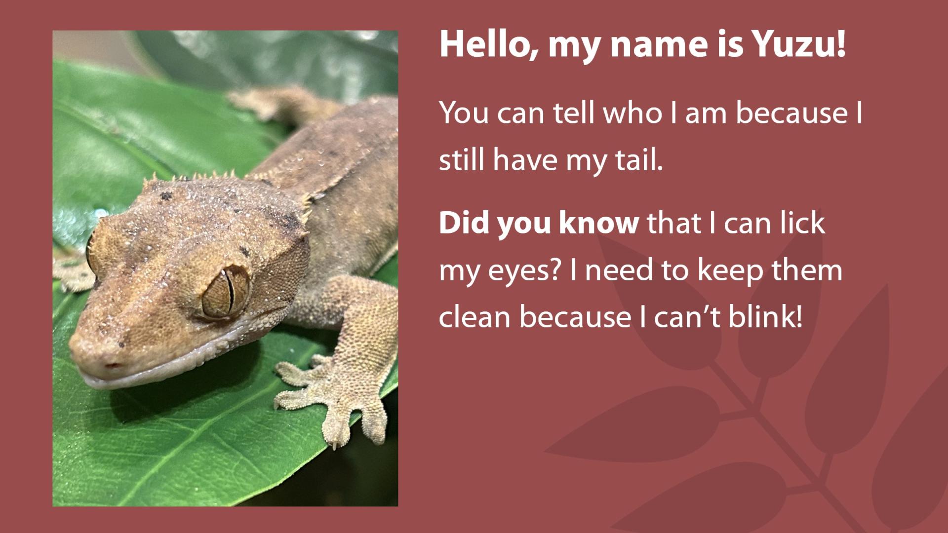 Photo of a light brown gecko named Yuzu