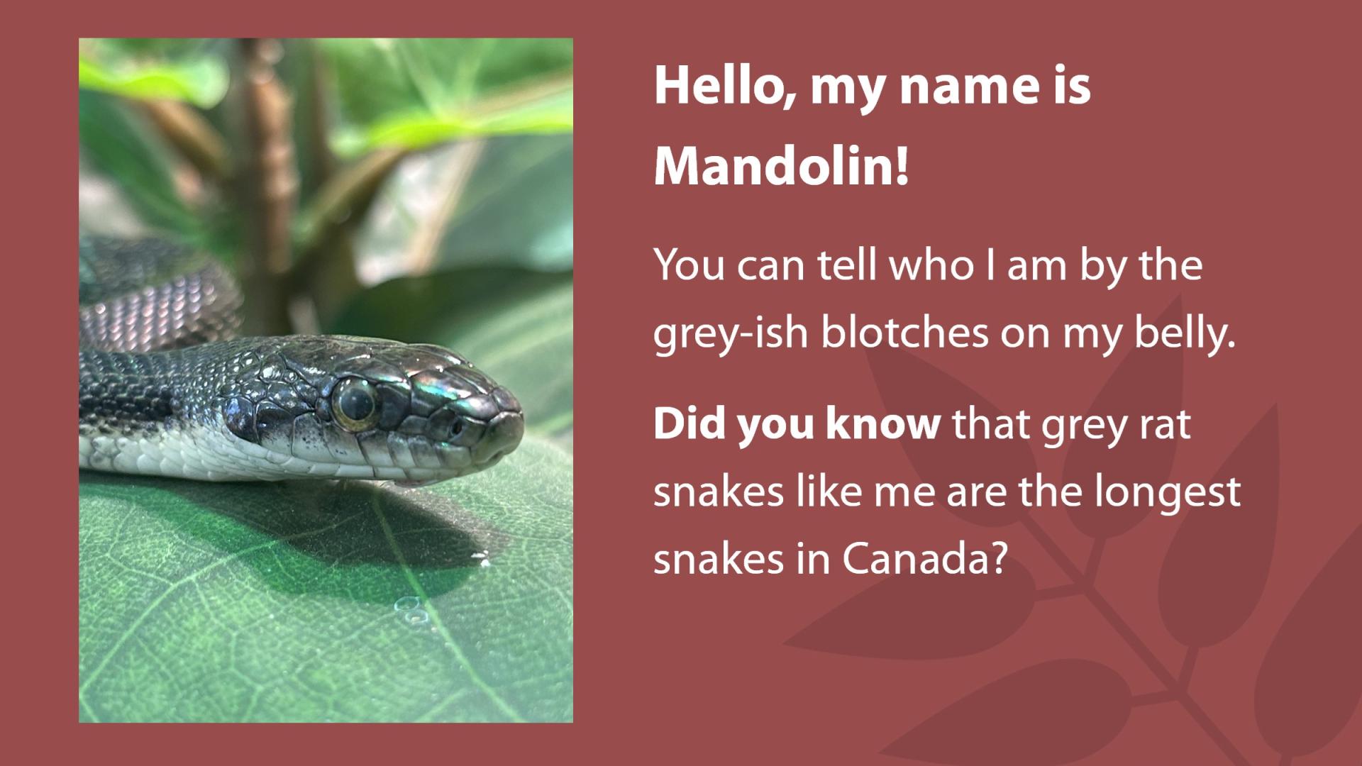 Photo of a rat snake's head.