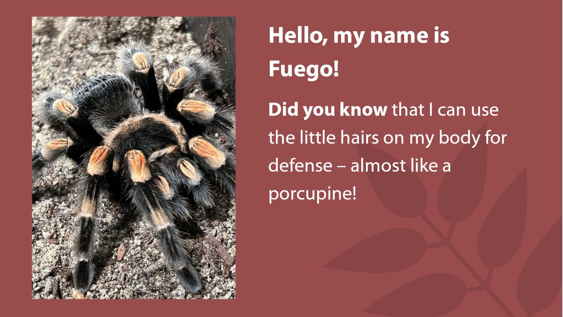 Feugo the tarantula